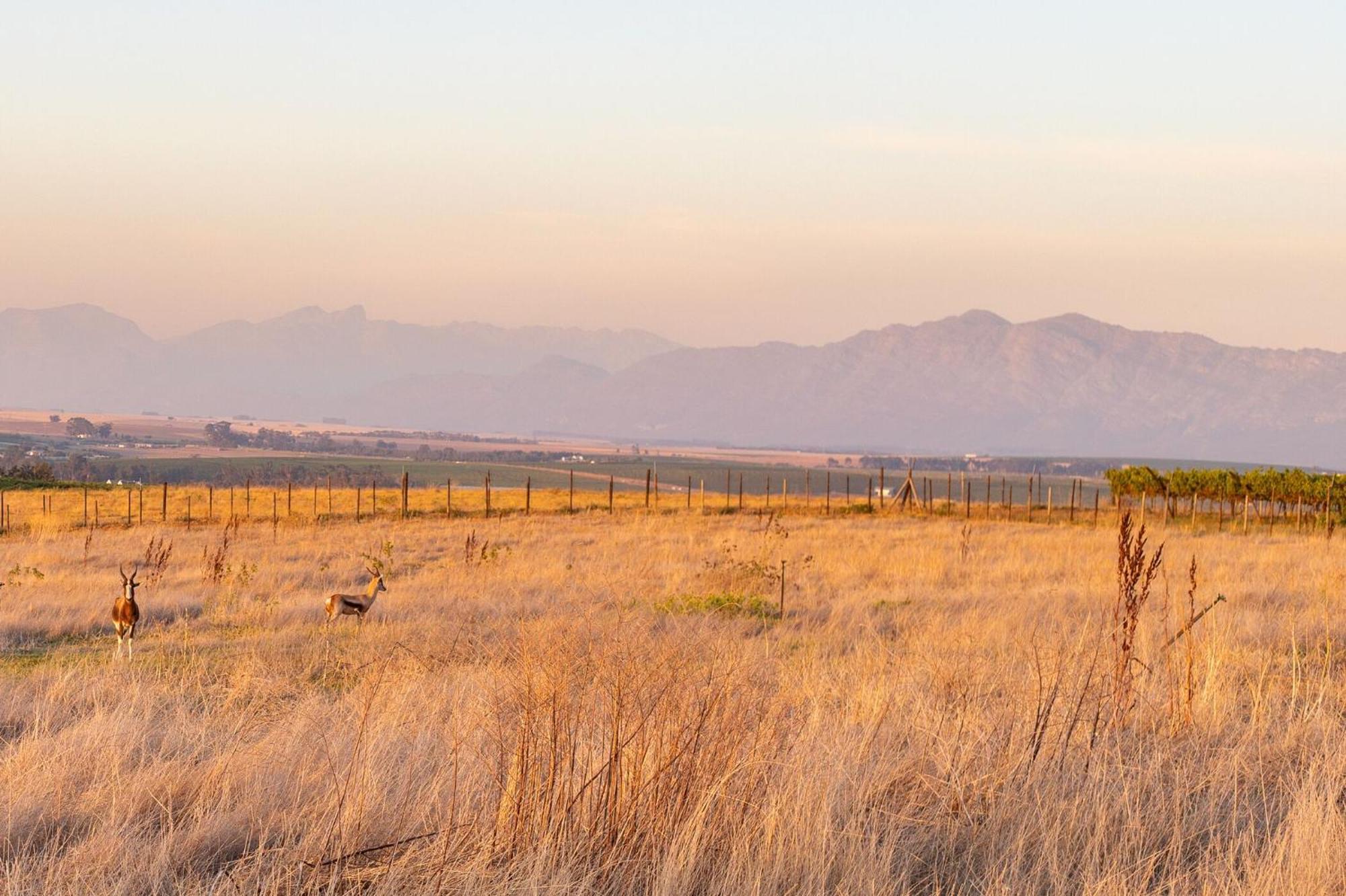 Bakenhof Winelands Lodge Paarl Bagian luar foto